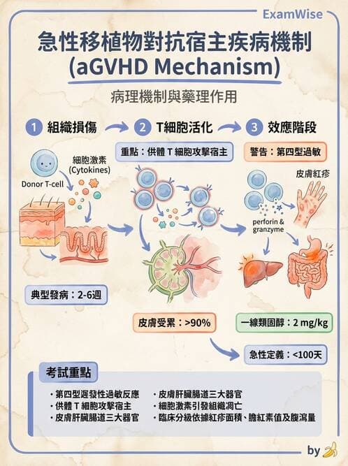 護理師 - 臨床免疫:免疫異常 - AI 圖文解析預覽