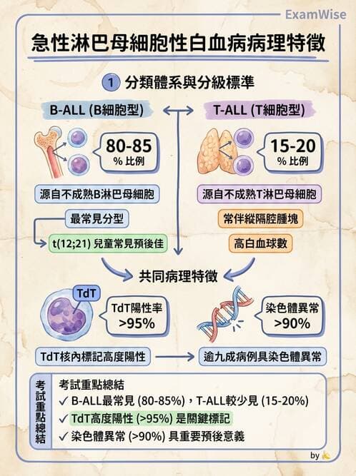 護理師 - 造血及淋巴系統 - AI 圖文解析預覽