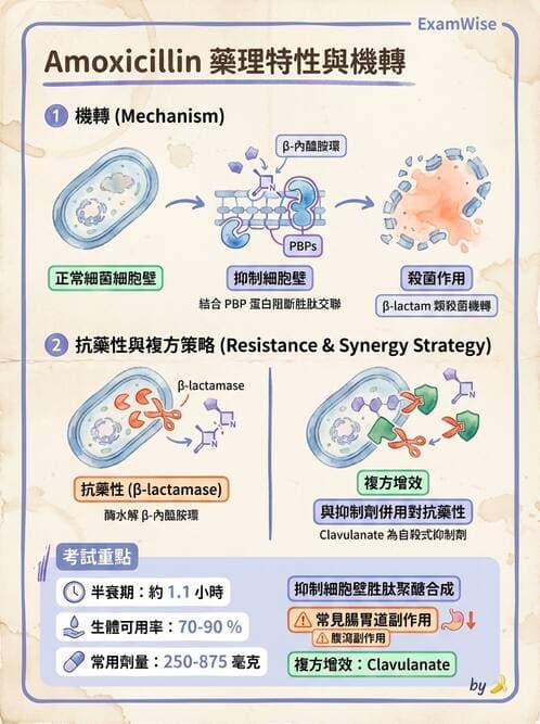 護理師 - 抗感染藥物 - AI 圖文解析預覽