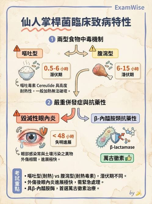 護理師 - 其他細菌 - AI 圖文解析預覽