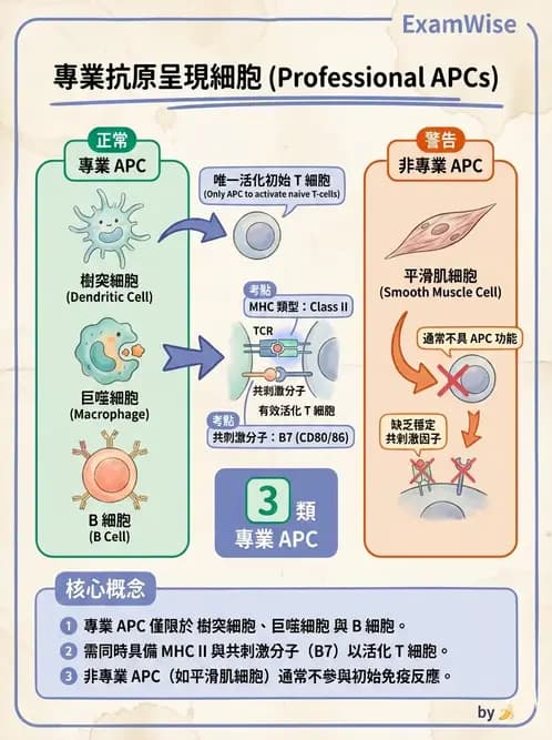 護理師 - 免疫系統組成、抗原-抗體、補體、先天性免疫 - AI 圖文解析預覽