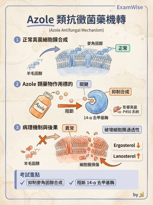 護理師 - 黴菌學概論 - AI 圖文解析預覽