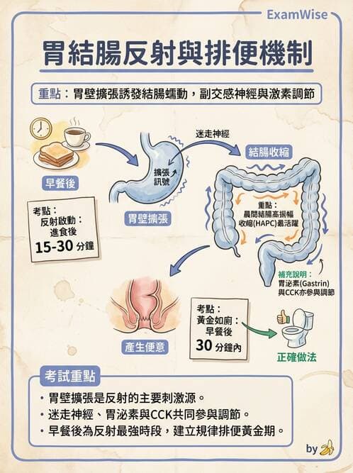 護理師 - 腸道排泄與灌腸護理 - AI 圖文解析預覽
