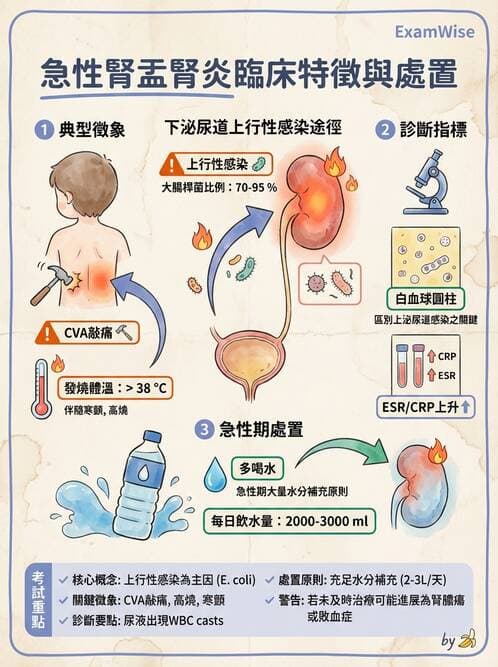 護理師 - 泌尿道疾病與排尿障礙 - AI 圖文解析預覽