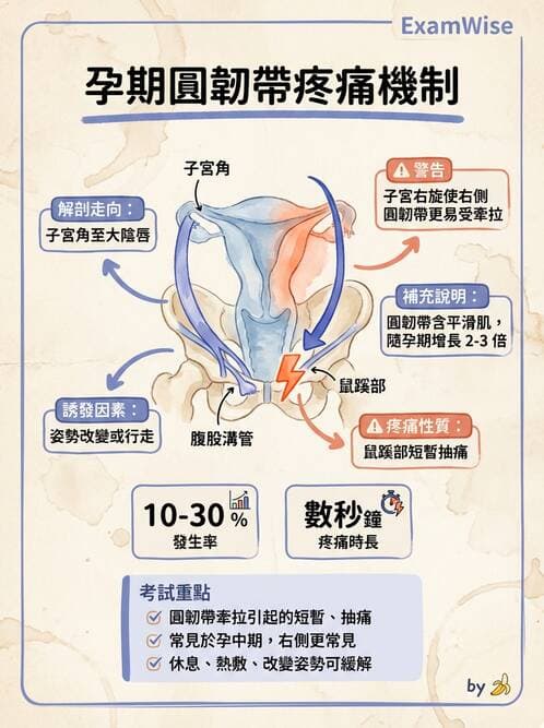 護理師 - 孕期生理變化與不適護理 - AI 圖文解析預覽