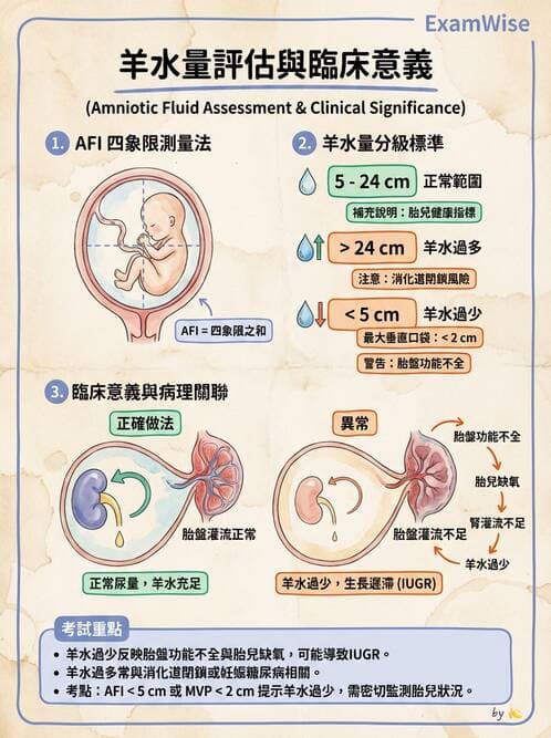 護理師 - 胎兒發育與監測評估 - AI 圖文解析預覽