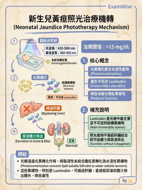 護理師 - 新生兒日常照護與篩檢 - AI 圖文解析預覽