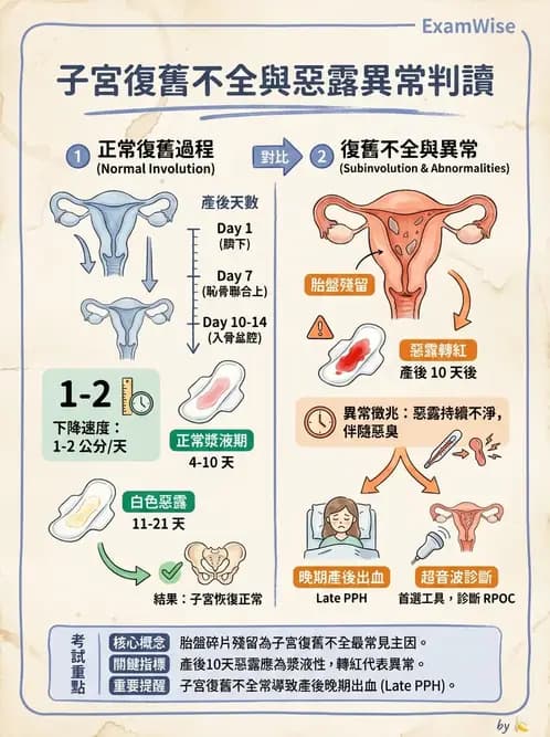 護理師 - 產後生理恢復與護理 - AI 圖文解析預覽