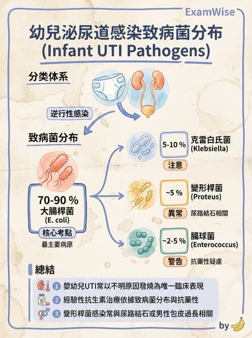 護理師 - 兒童泌尿系統疾病 - AI 圖文解析預覽