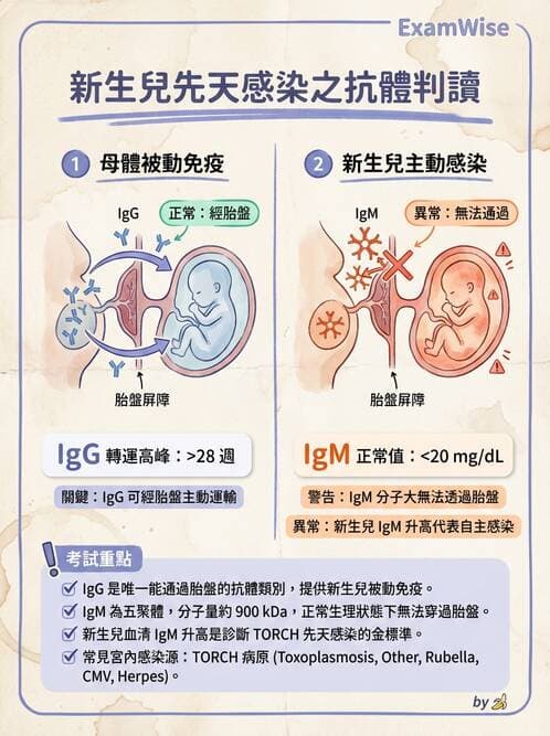 護理師 - 新生兒日常照護與篩檢 - AI 圖文解析預覽