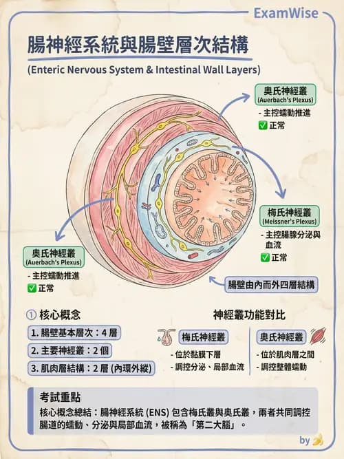 護理師 - 消化道 - AI 圖文解析預覽