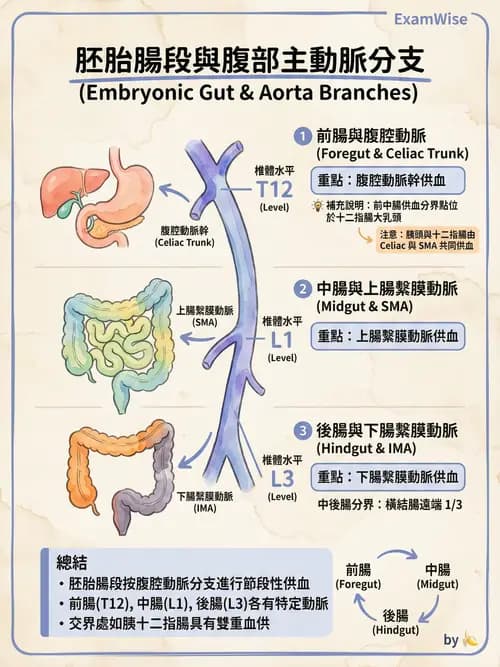 護理師 - 肝膽與腹部血管 - AI 圖文解析預覽