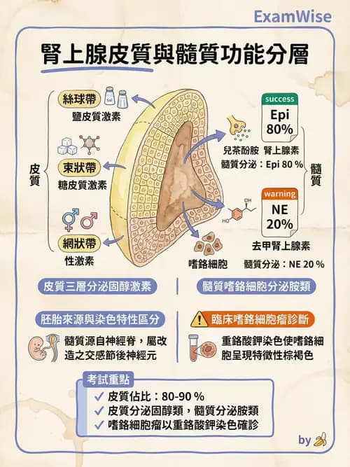 護理師 - 概論、皮膚系統、內分泌系統 - AI 圖文解析預覽