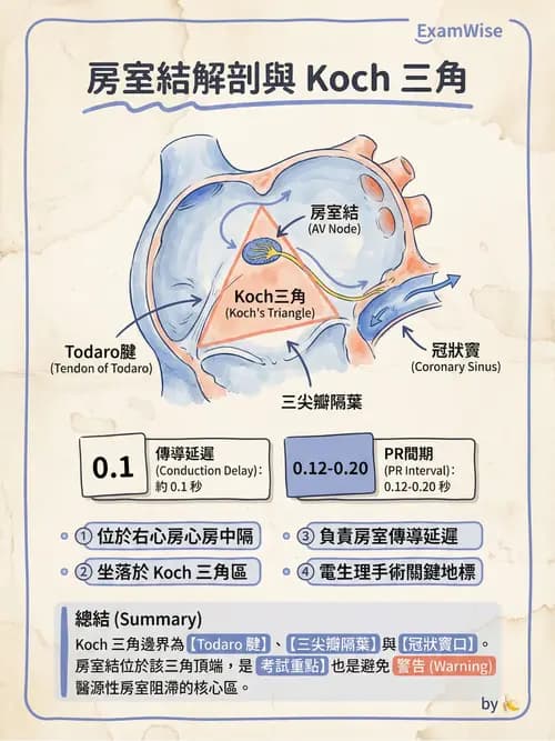 護理師 - 循環系統 - AI 圖文解析預覽