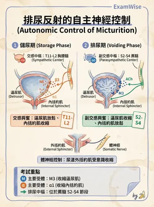 護理師 - 泌尿系統 - AI 圖文解析預覽