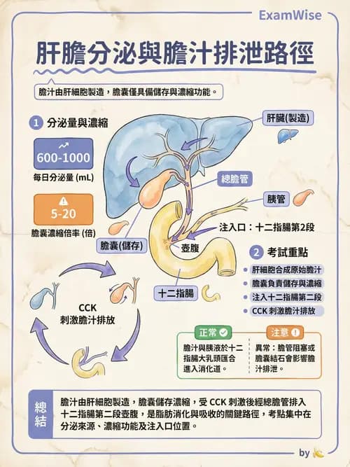 護理師 - 消化系統 - AI 圖文解析預覽