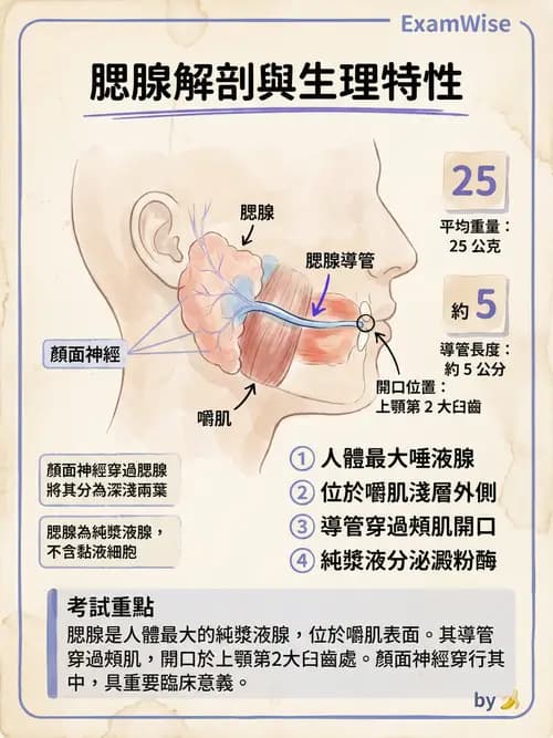 護理師 - 消化系統 - AI 圖文解析預覽