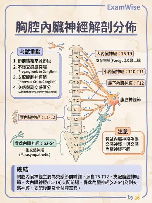 護理師 - 腦功能、自主神經與感覺 - AI 圖文解析預覽