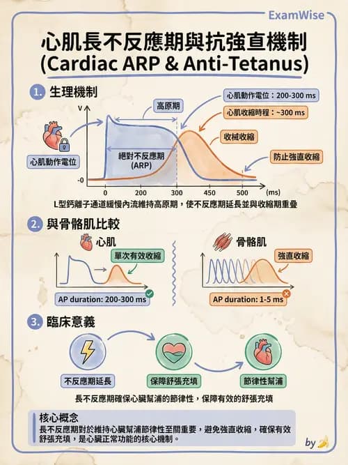 護理師 - 循環系統 - AI 圖文解析預覽