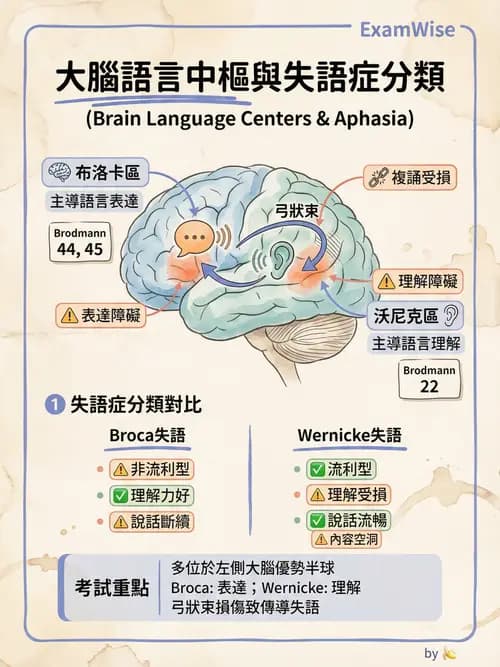 護理師 - 腦功能、自主神經與感覺 - AI 圖文解析預覽