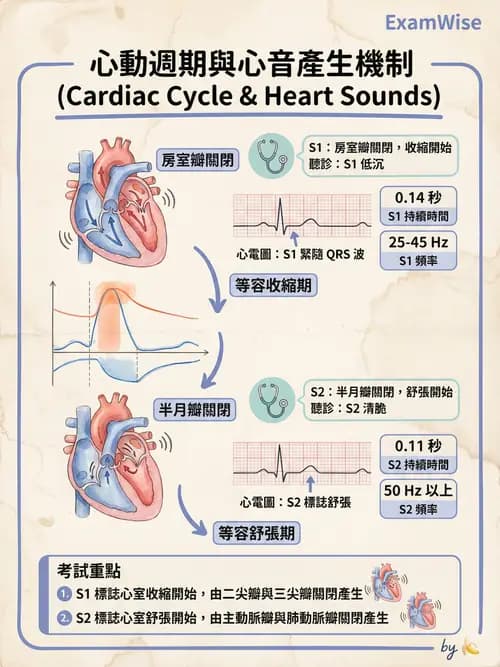 護理師 - 循環系統 - AI 圖文解析預覽