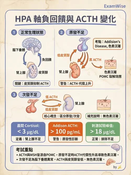 護理師 - 內分泌系統 - AI 圖文解析預覽