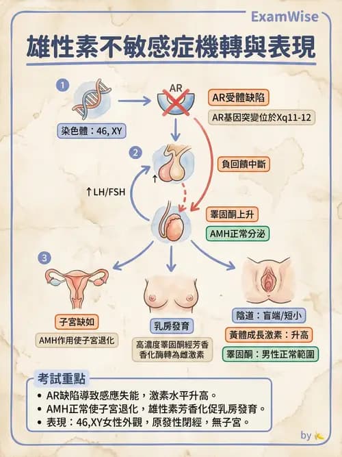 護理師 - 生殖系統 - AI 圖文解析預覽