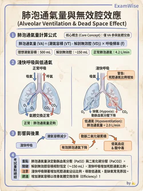 護理師 - 呼吸系統 - AI 圖文解析預覽