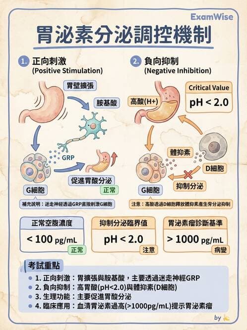 護理師 - 消化系統 - AI 圖文解析預覽