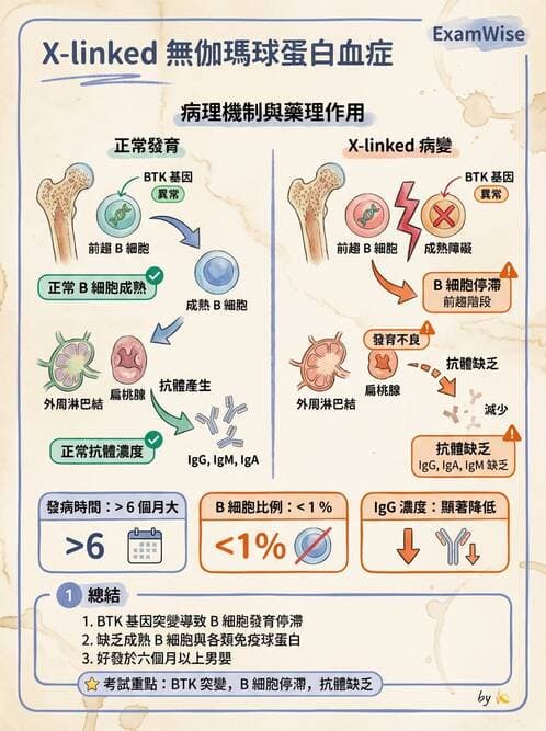 護理師 - 免疫疾病 - AI 圖文解析預覽