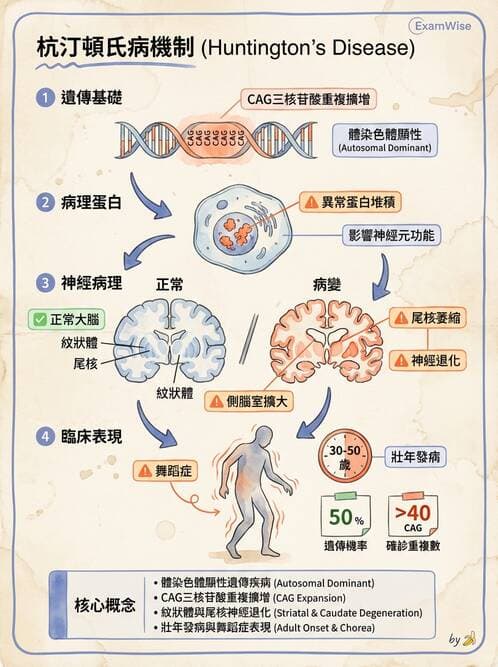 護理師 - 神經及內分泌系統 - AI 圖文解析預覽