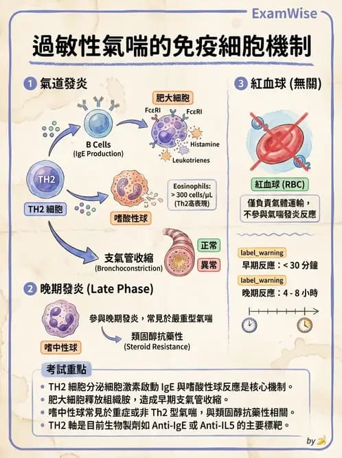 護理師 - 免疫疾病 - AI 圖文解析預覽