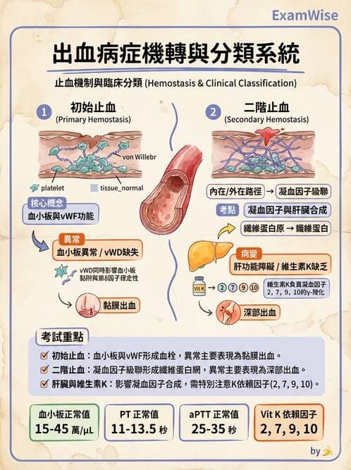 護理師 - 造血及淋巴系統 - AI 圖文解析預覽