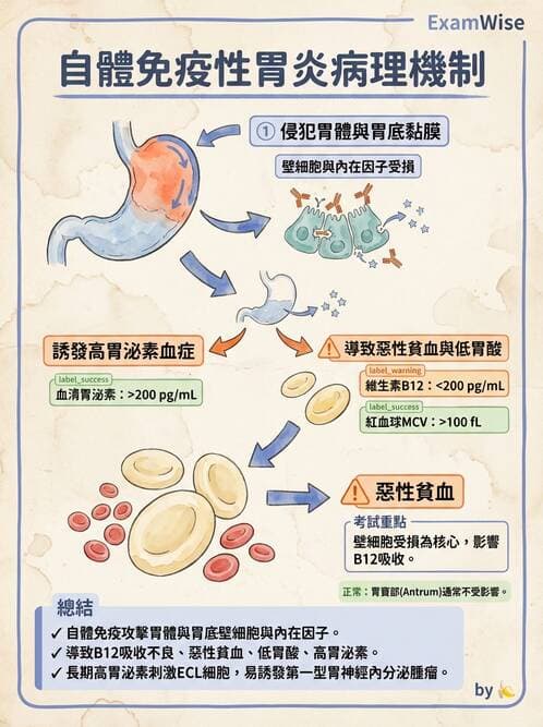護理師 - 免疫疾病 - AI 圖文解析預覽