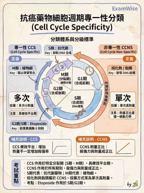 護理師 - 化學治療與免疫調節藥物 - AI 圖文解析預覽