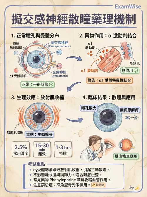 護理師 - 自主神經系統作用藥物 - AI 圖文解析預覽