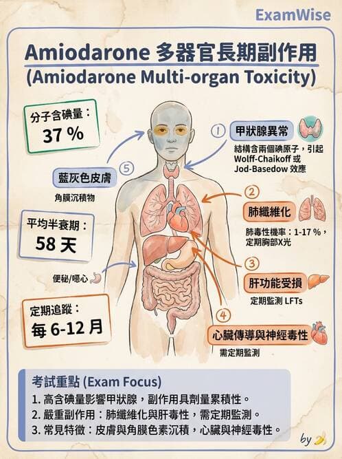 護理師 - 心臟藥物與抗血栓劑 - AI 圖文解析預覽