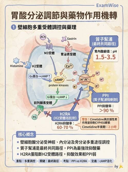 護理師 - 呼吸道及胃腸道作用藥物 - AI 圖文解析預覽