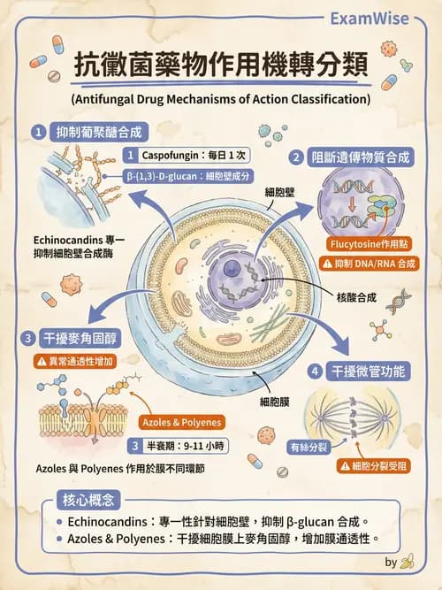 護理師 - 抗感染藥物 - AI 圖文解析預覽