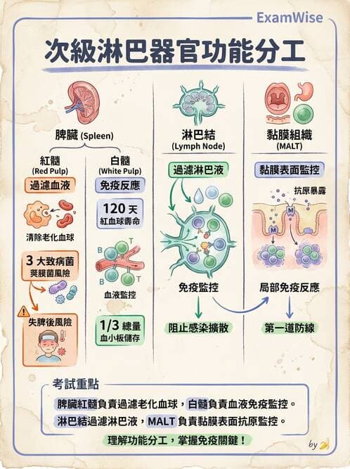護理師 - 免疫系統組成、抗原-抗體、補體、先天性免疫 - AI 圖文解析預覽