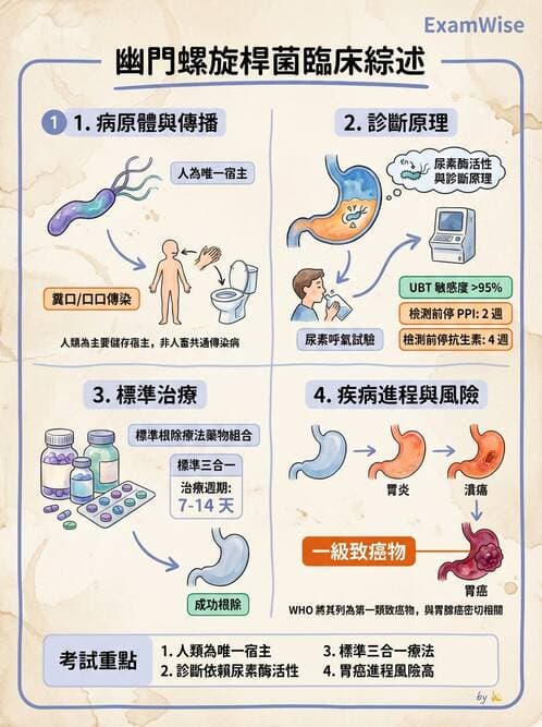 護理師 - 革蘭氏陰性細菌 - AI 圖文解析預覽