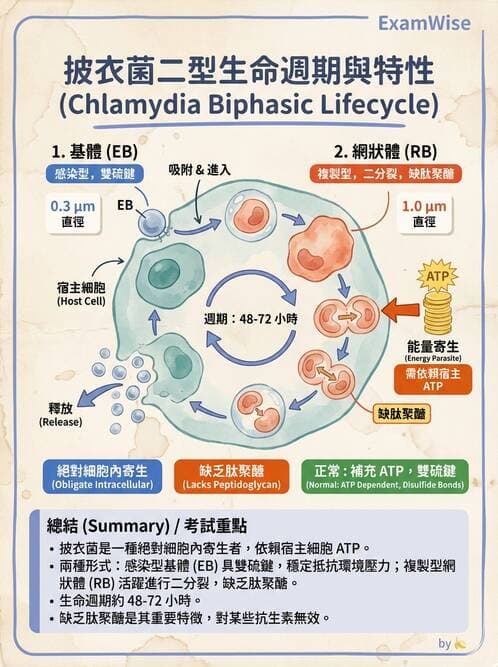 護理師 - 其他細菌 - AI 圖文解析預覽