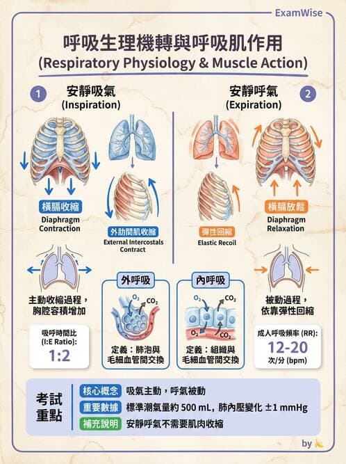 護理師 - 體溫與呼吸評估 - AI 圖文解析預覽