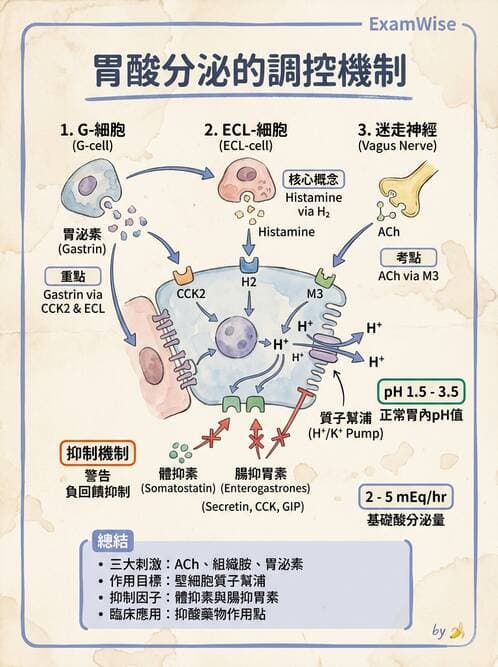 護理師 - 上消化道疾病 - AI 圖文解析預覽