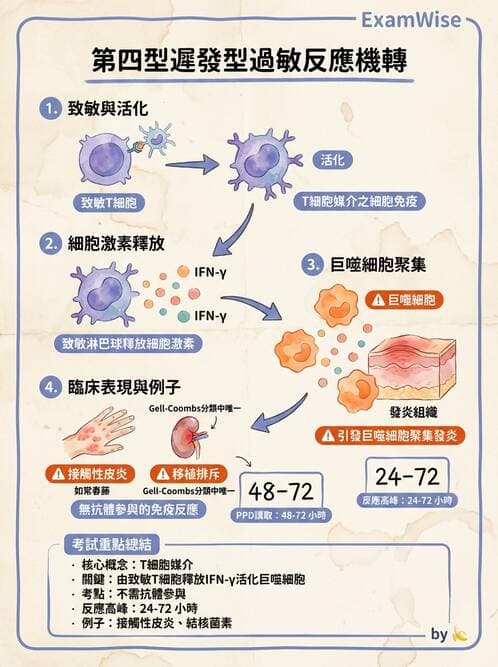 護理師 - 自體免疫疾病與過敏反應 - AI 圖文解析預覽