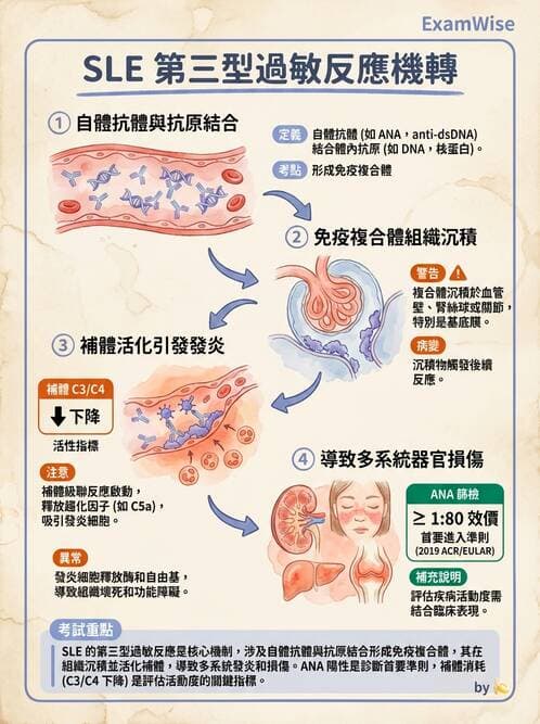 護理師 - 自體免疫疾病與過敏反應 - AI 圖文解析預覽