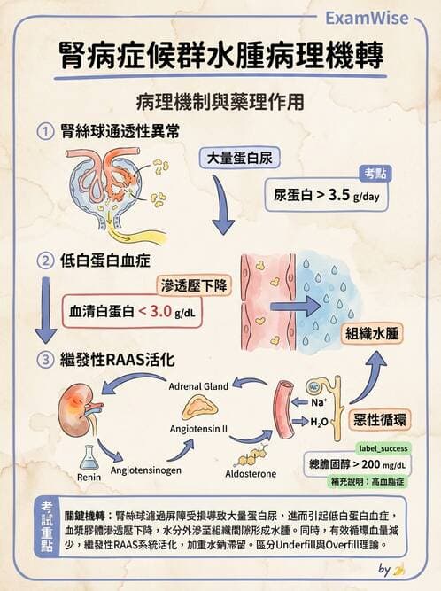護理師 - 腎炎、腎衰竭與慢性腎臟病 - AI 圖文解析預覽