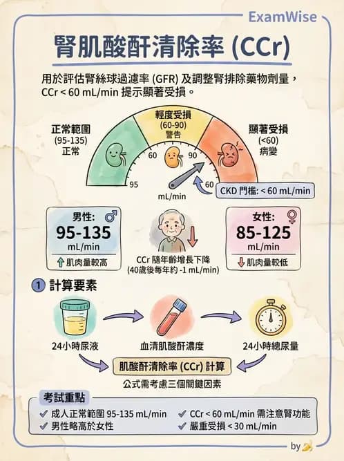 護理師 - 腎炎、腎衰竭與慢性腎臟病 - AI 圖文解析預覽