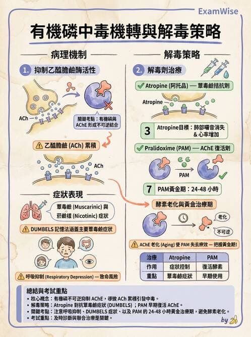 護理師 - 中毒與外傷護理 - AI 圖文解析預覽