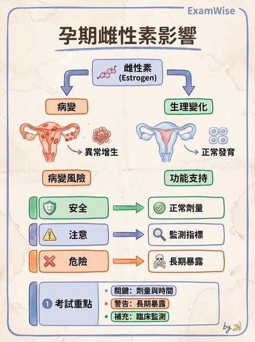 護理師 - 孕期生理變化與不適護理 - AI 圖文解析預覽